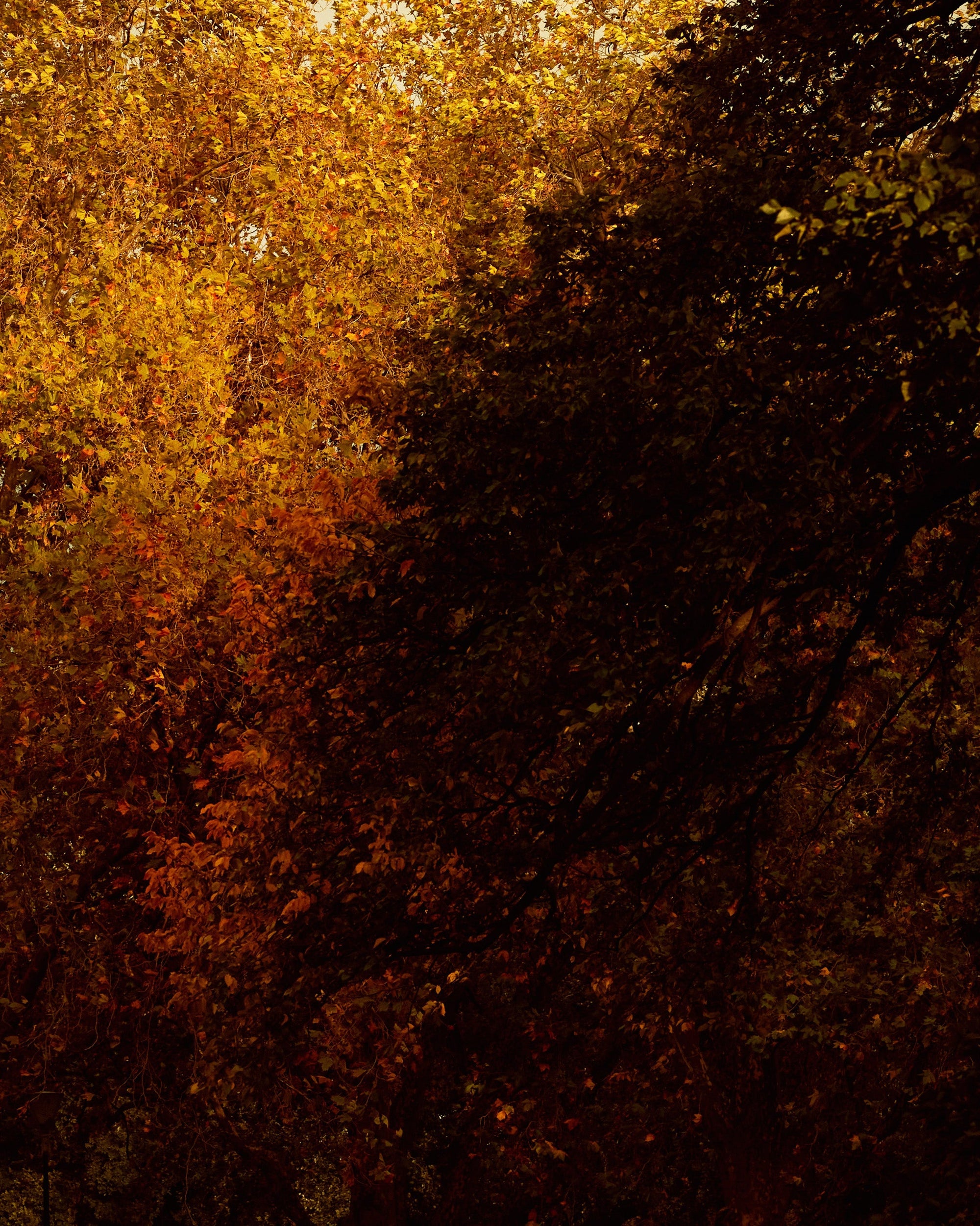 Mihan Aromatics - Mikado Bark Parfum