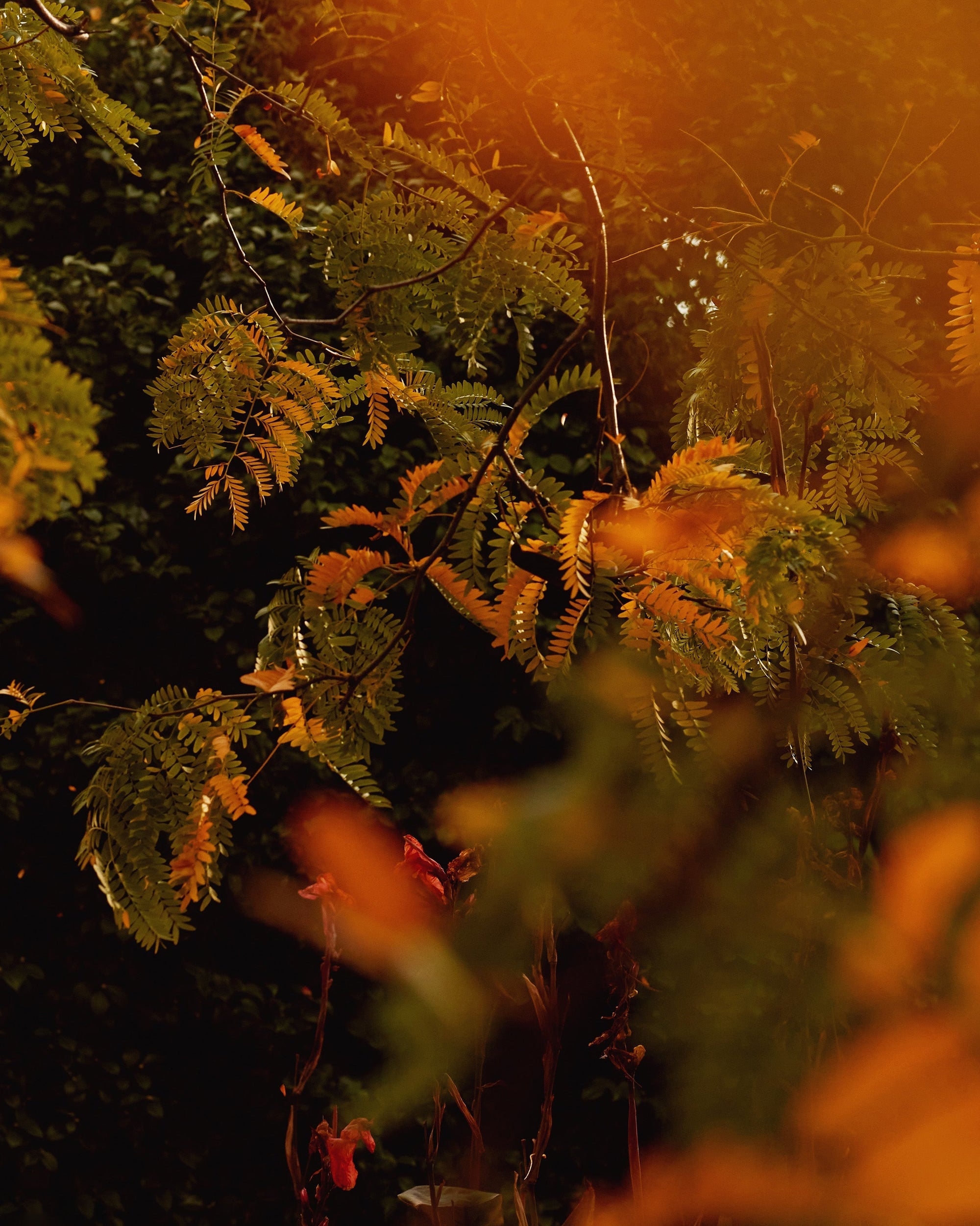 Mihan Aromatics - Mikado Bark Parfum