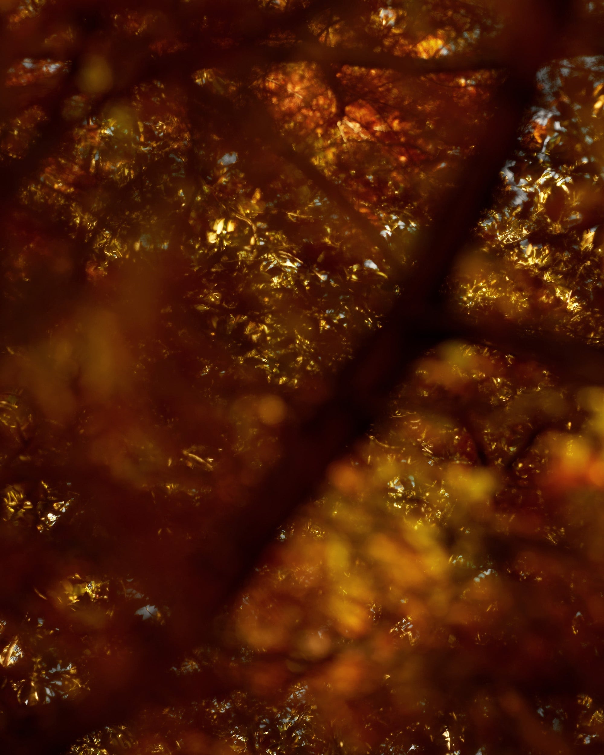 Mihan Aromatics - Mikado Bark Parfum