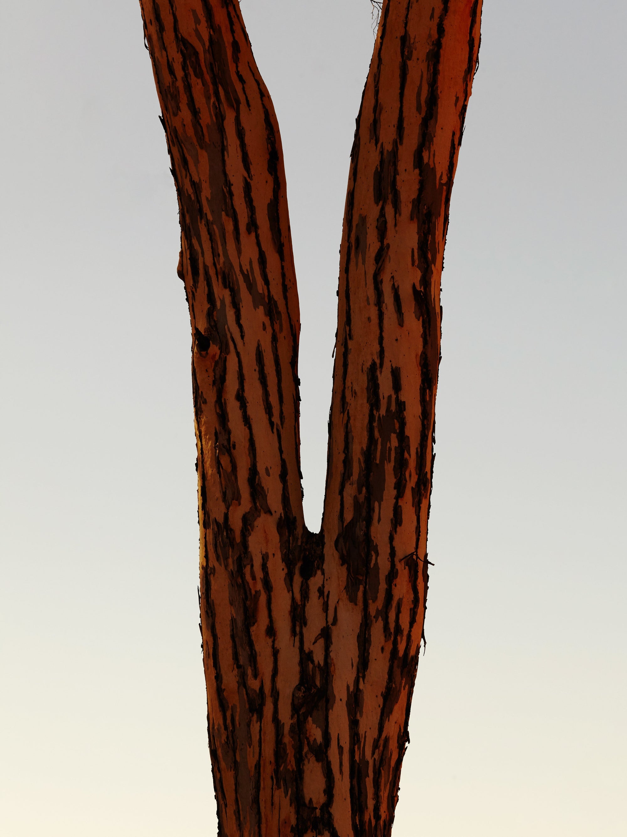 Mihan Aromatics - Petrichor Plains Parfum