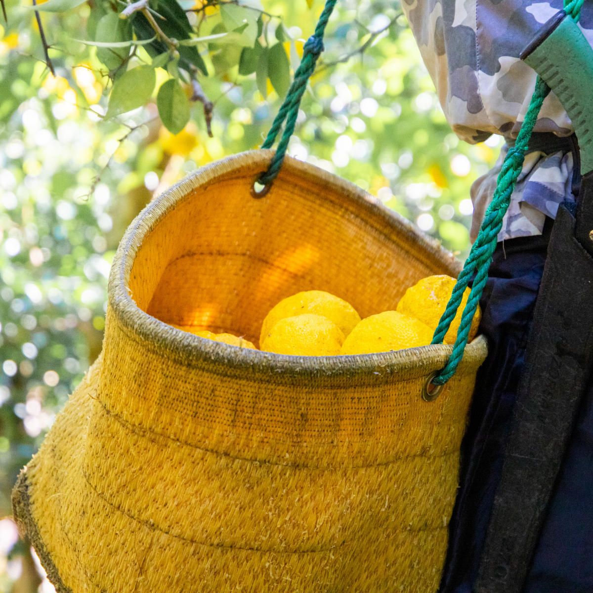 Organic Yuzu Marmalade