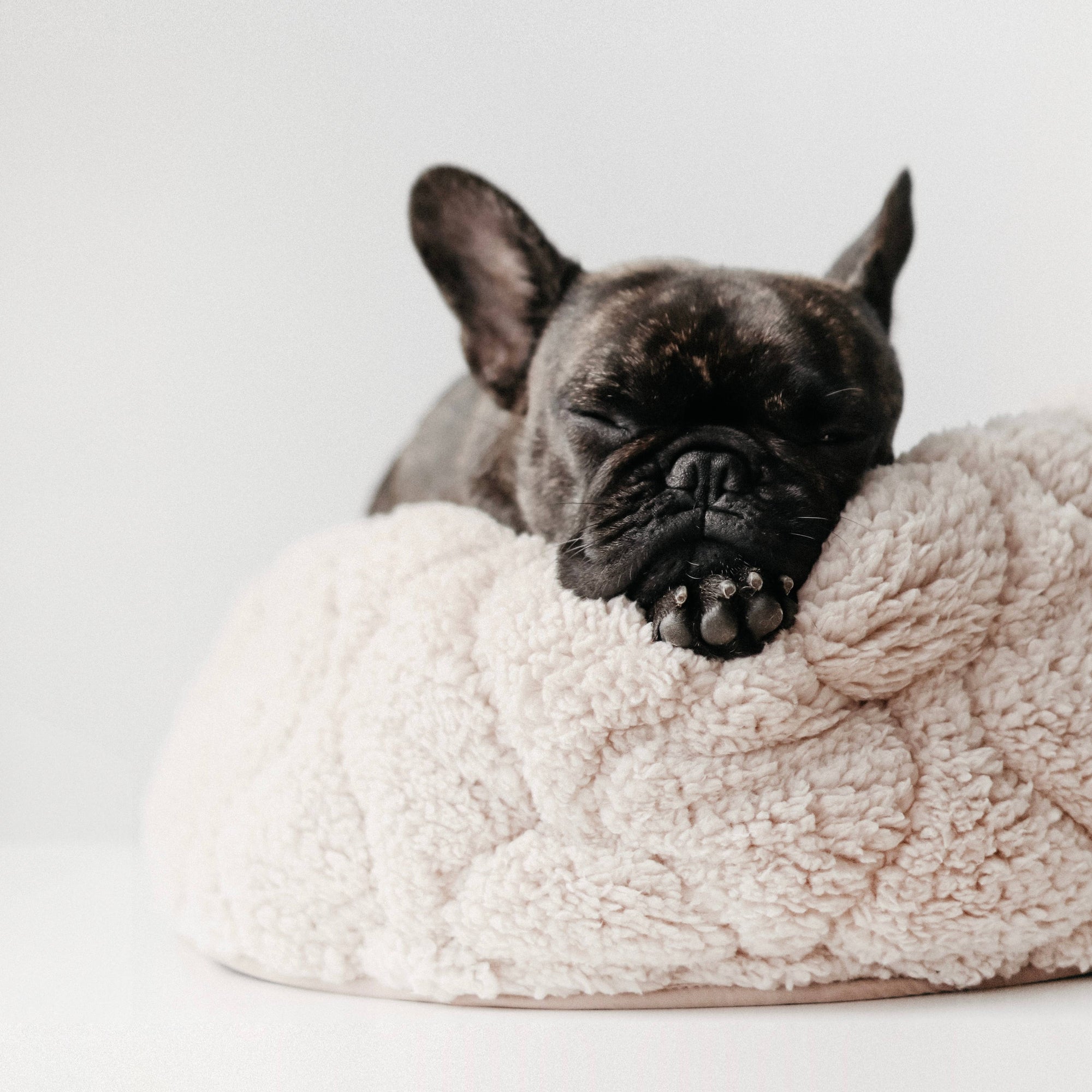 Lambwolf Collective - TAART Reversible Petite Pet Bed - Camel
