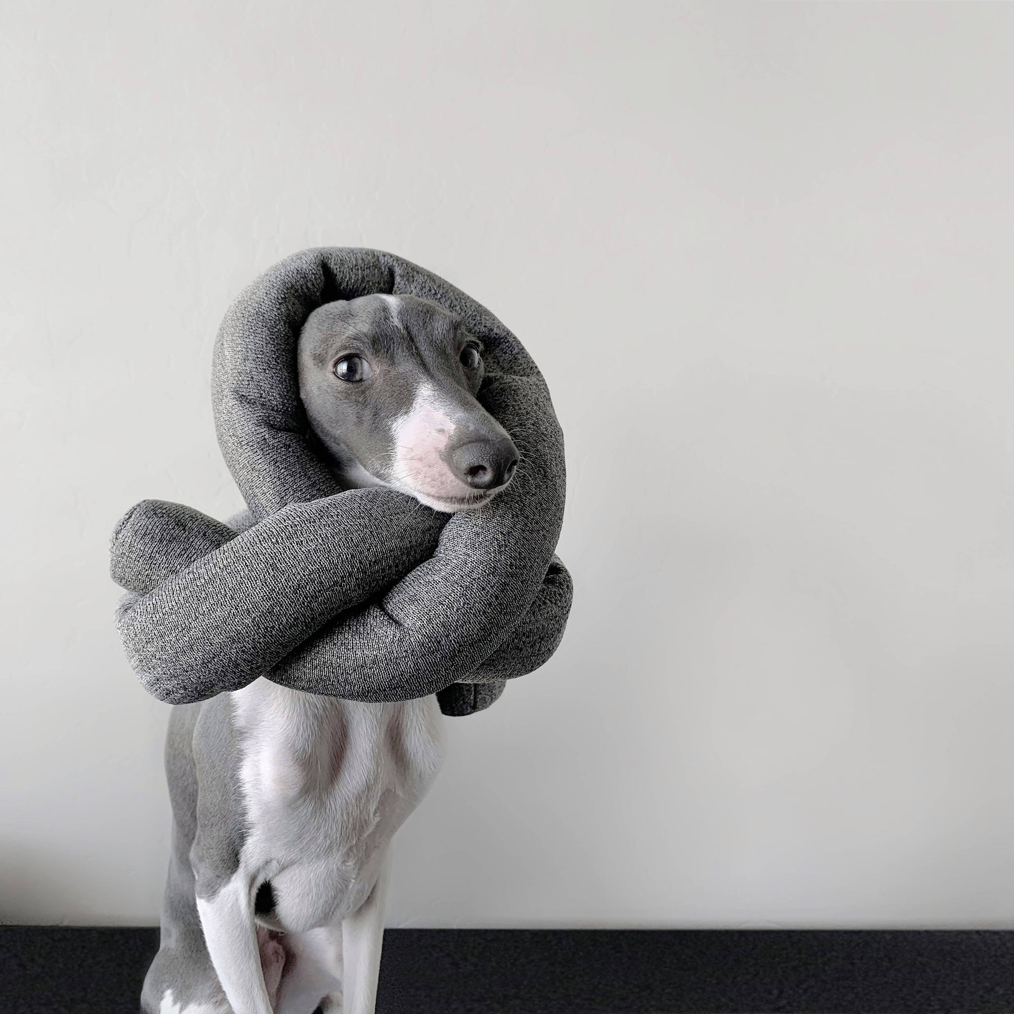 Lambwolf Collective - Nou Enrichment Dog Toy - Charcoal at Space Camp In Portland, Oregon