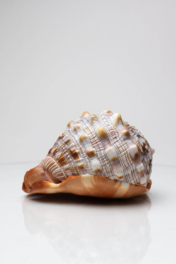 Bullmouth Shell