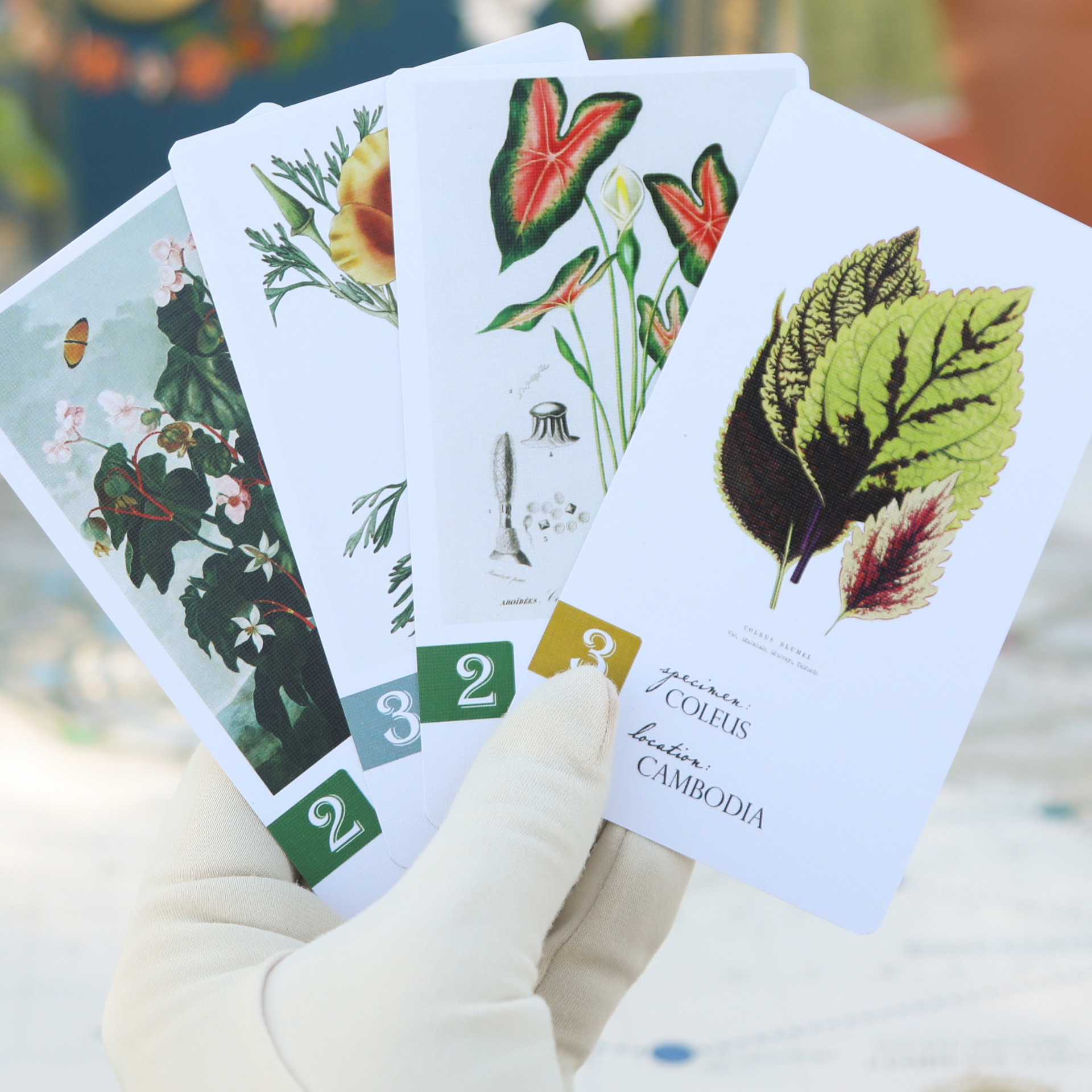 Botany - Flower Hunting in the Victorian Era - Board Game