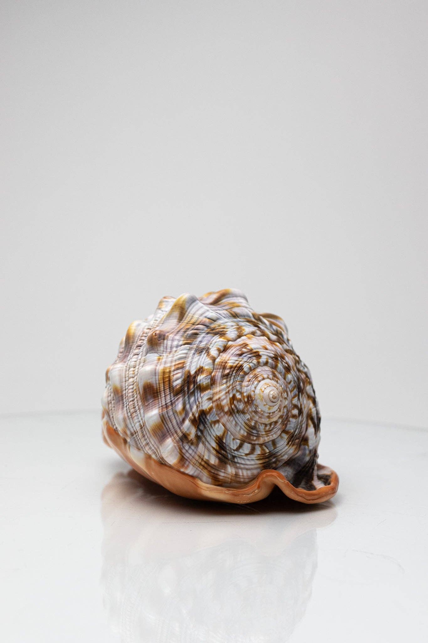 Bullmouth Shell
