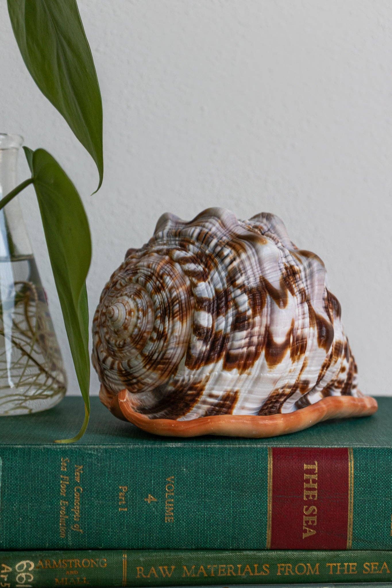 Bullmouth Shell