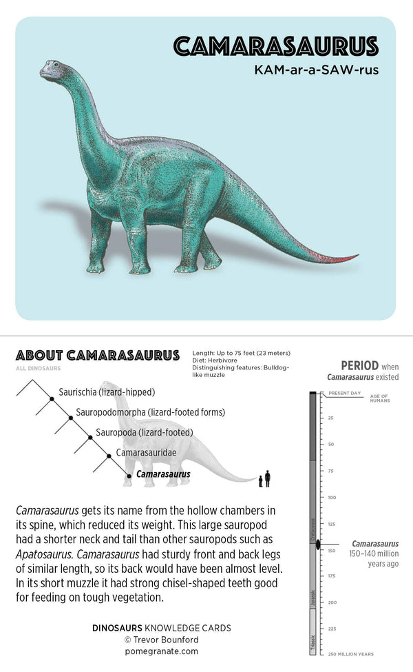 Dinosaurs Knowledge Cards