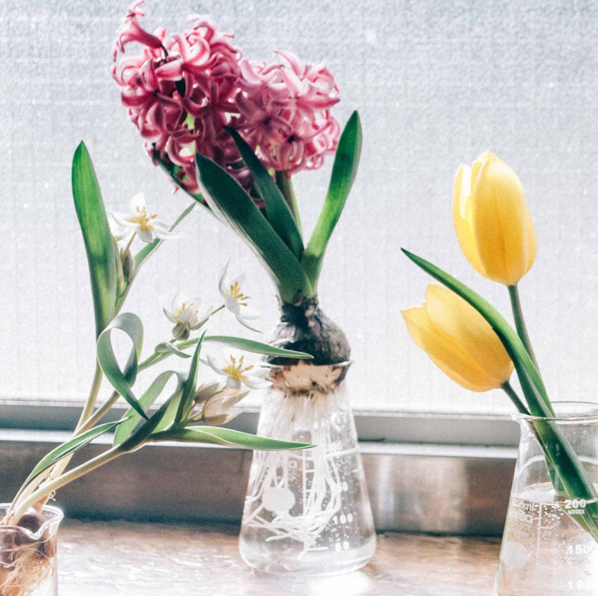 Hario - Conical Beaker Vase