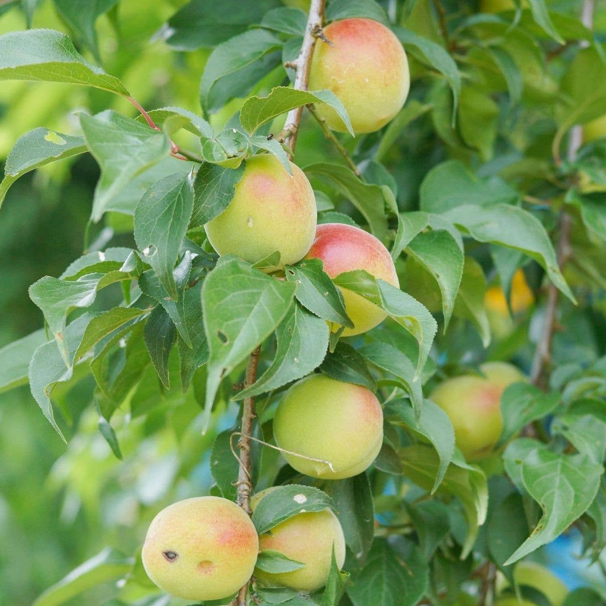 Organic Umesu (Ume Plum Vinegar)