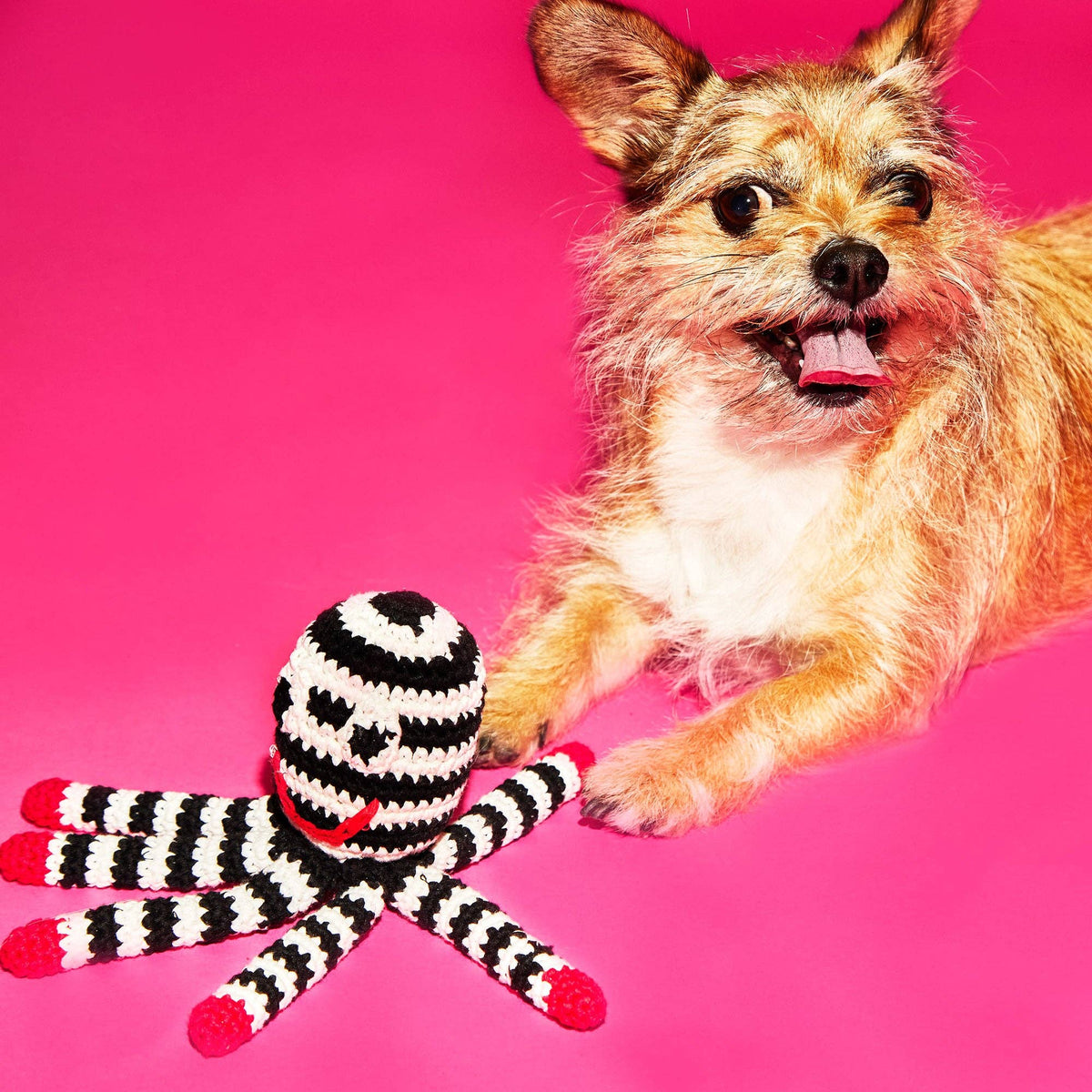 Ware of the Dog - Hand Crochet Dog Toy - Octopus