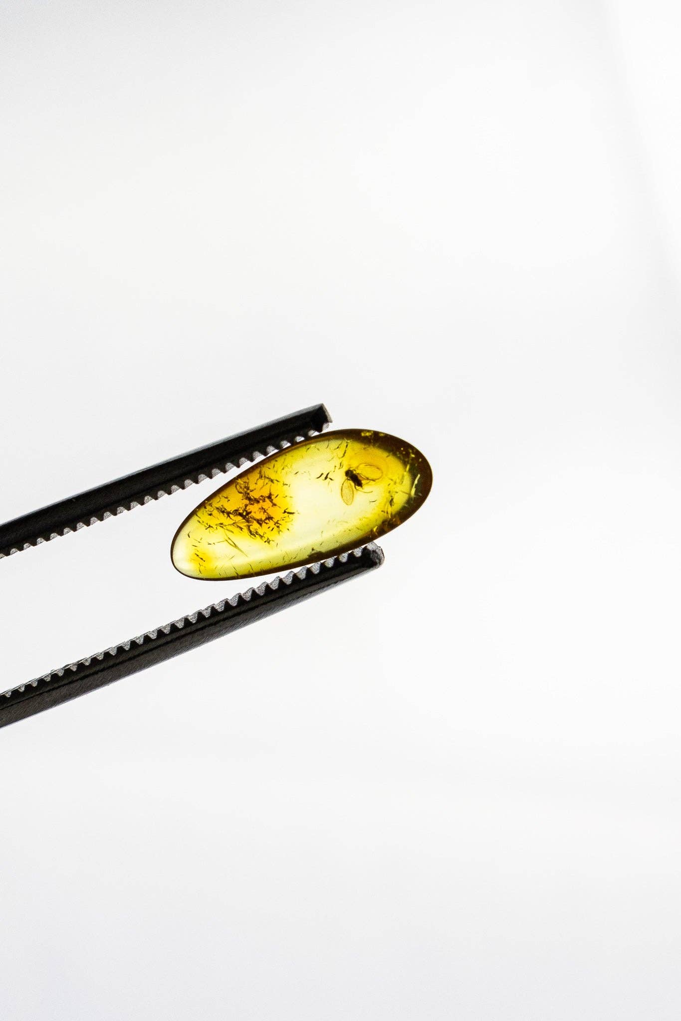 Fossilized Insect in Amber