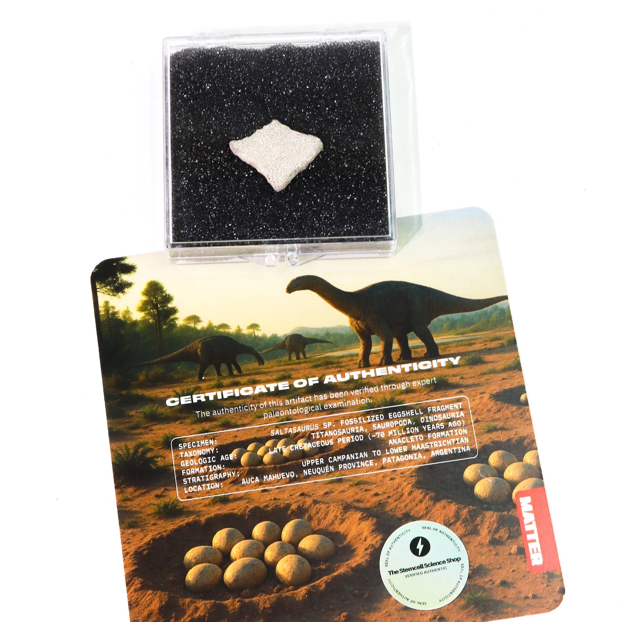 Saltasaurus Eggshell Fossil