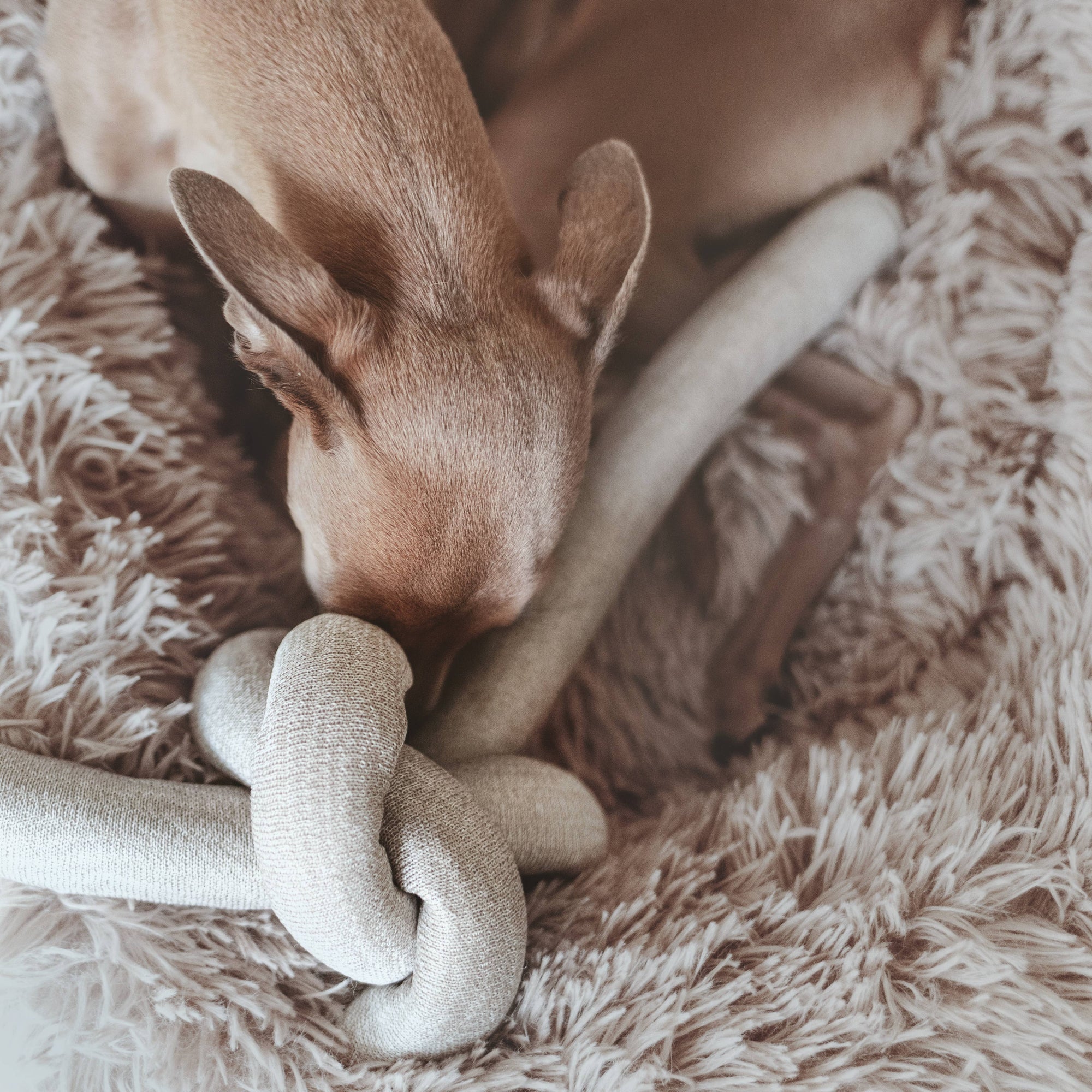 Lambwolf Collective - Nou - Enrichment Dog Toy - Grey at Space Camp in Portland, Oregon