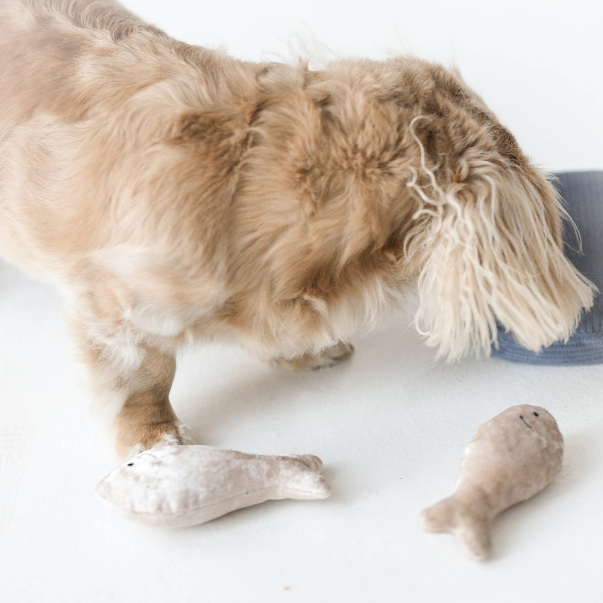 Lambwolf Collective - Enrichment Snuffle + Squeaky  Dog Toy Toy - Sardines
