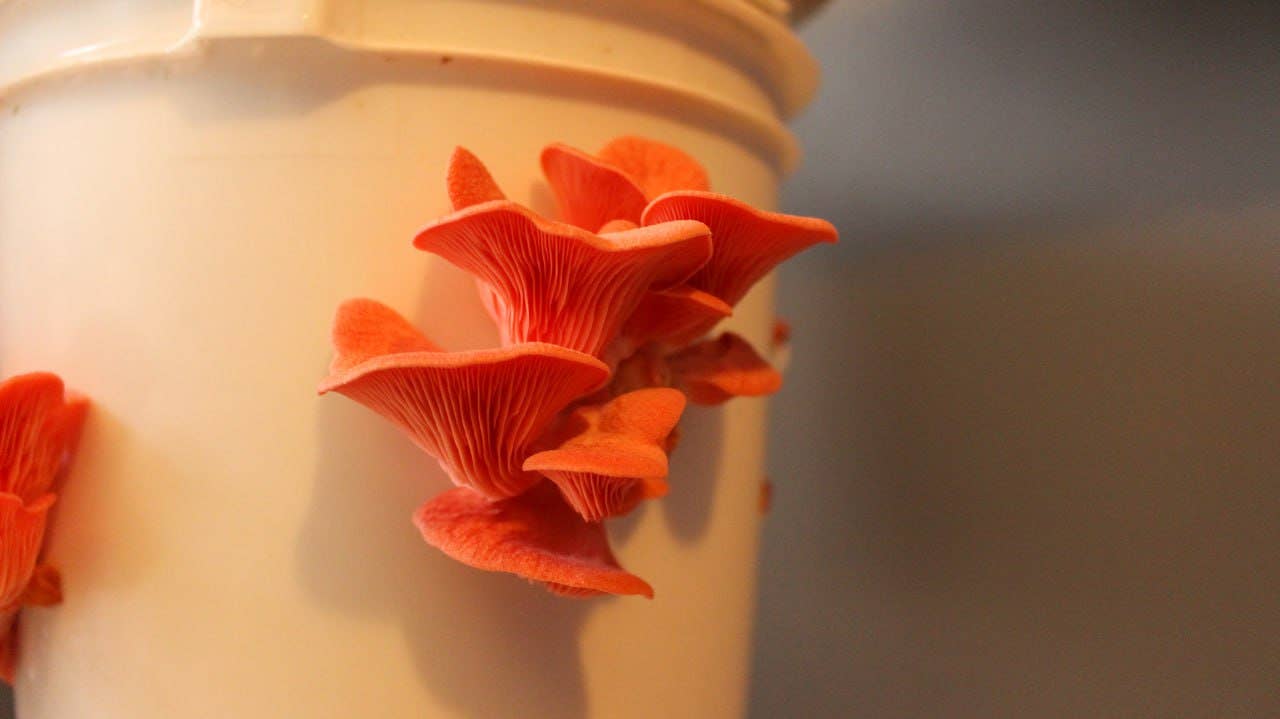 Pink Oyster - Mushroom Growing Kit - Space Camp