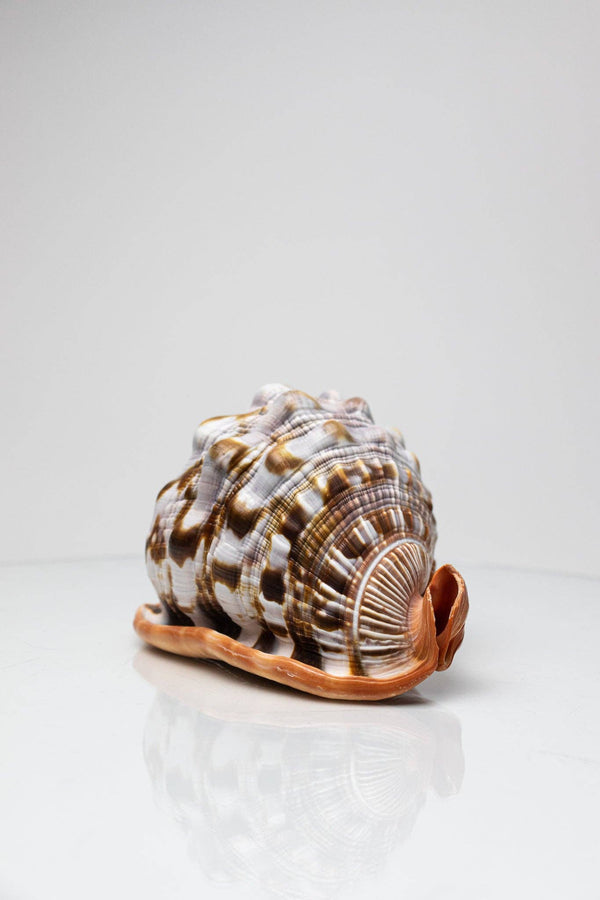 Bullmouth Shell
