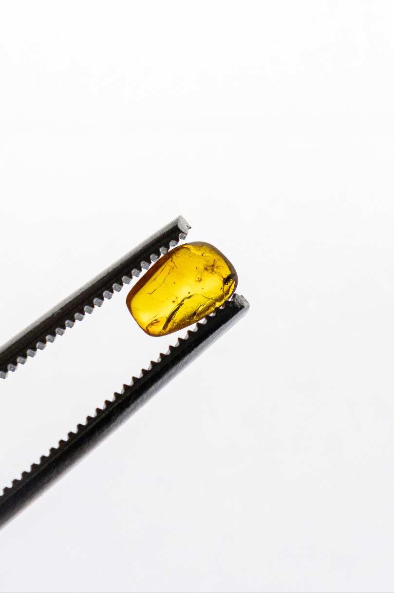 Fossilized Insect in Amber