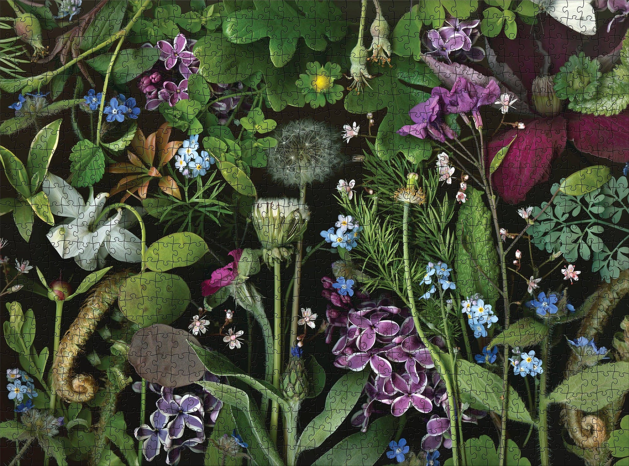 Deb Stoner: Siri's Lilac 1000-Piece Jigsaw Puzzle