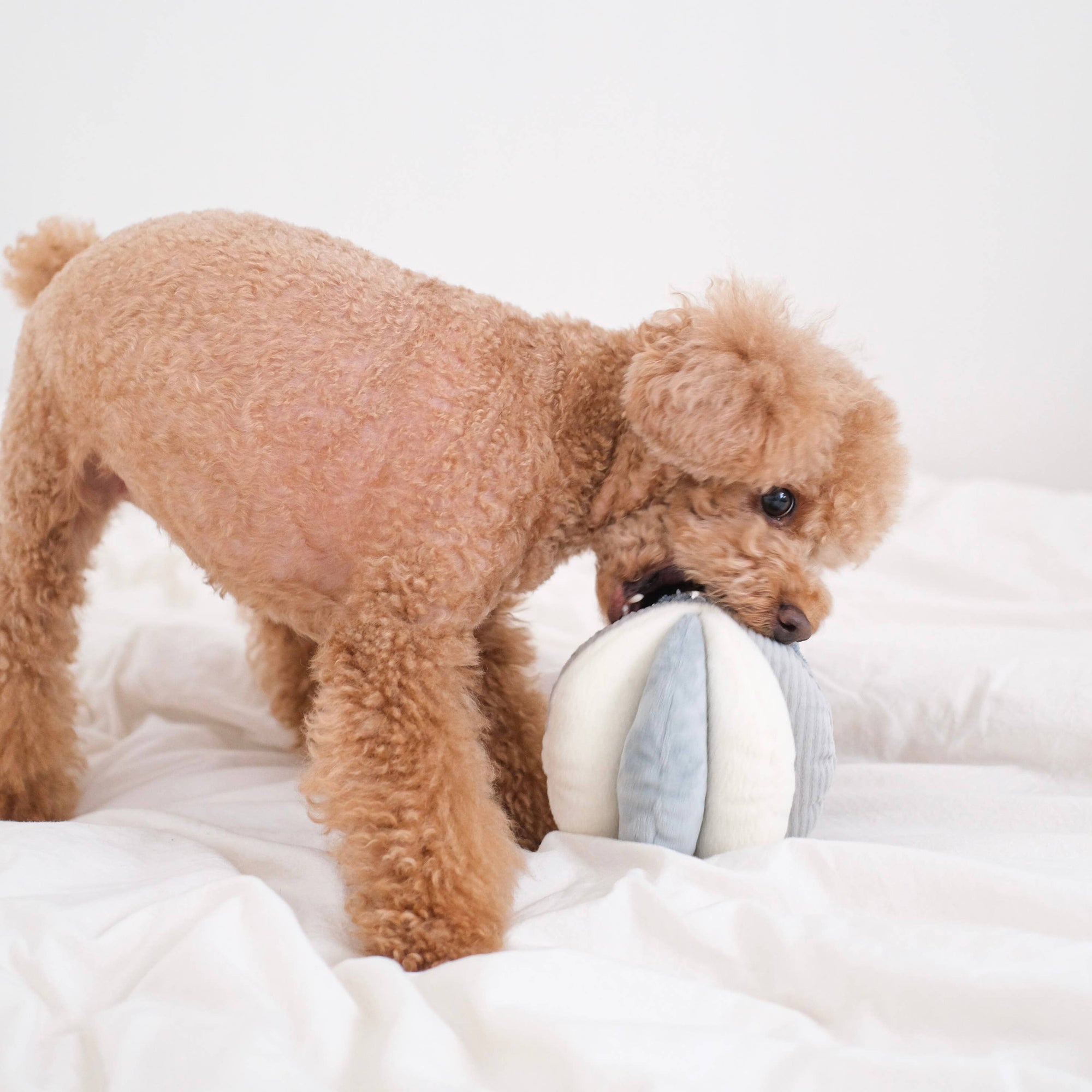 Lambwolf Collective - TOTO // ENRICHMENT DOG TOY // Snuffle Ball : PINK