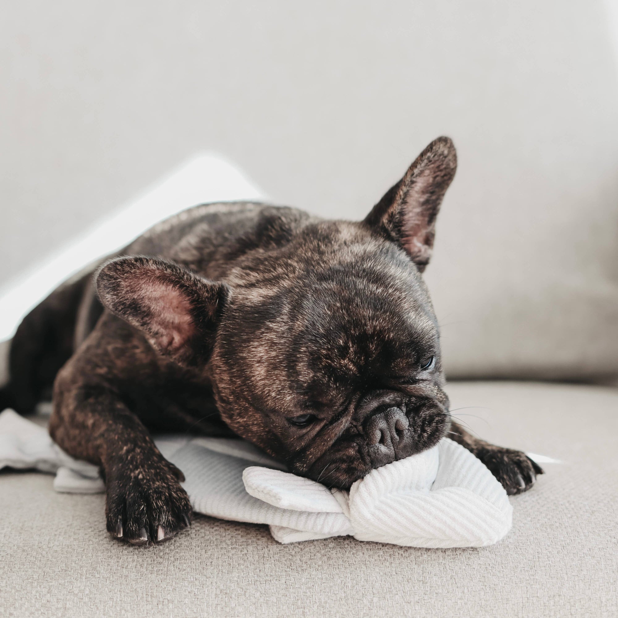 Lambwolf Collective - Enrichment Dog Toy - Trout