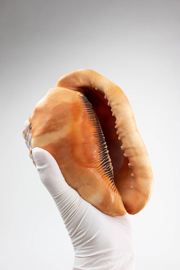 Bullmouth Shell