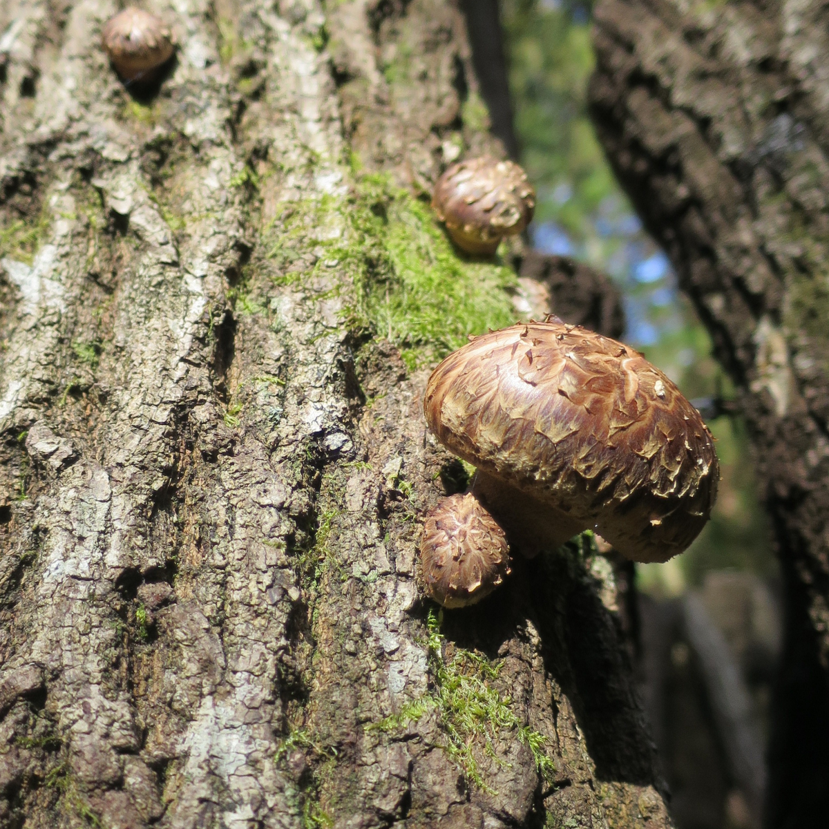 Japanese Dried Shiitake Mushroom Powder