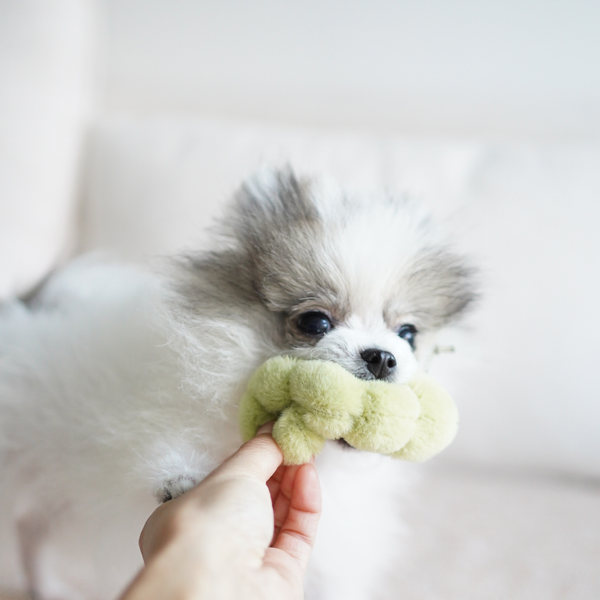 Lambwolf Collective - Snuffle + Burrow Enrichment Dog Toy Set - Apple