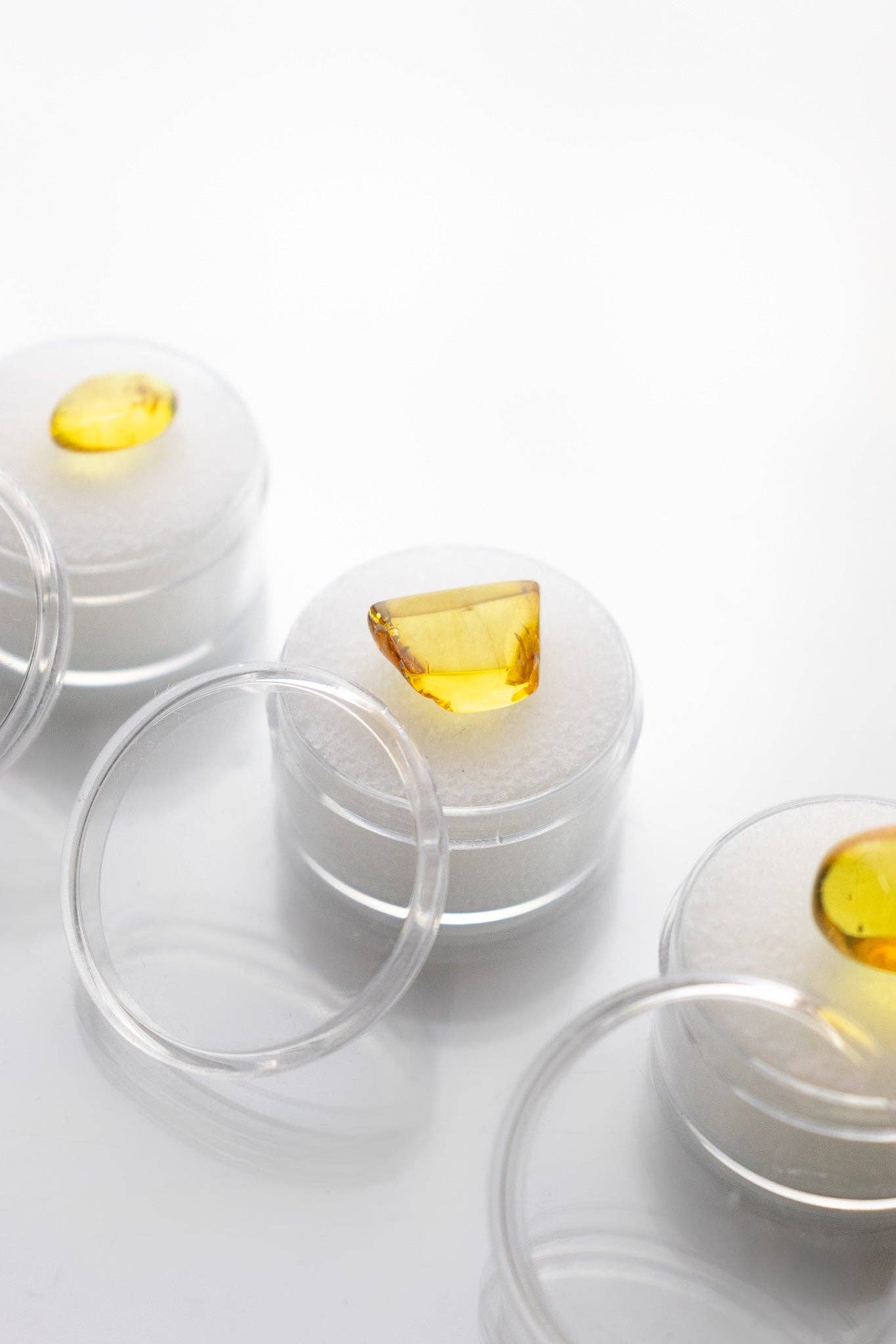 Fossilized Insect in Amber