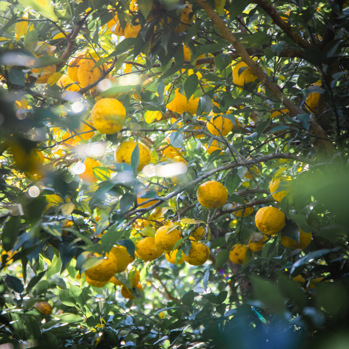 Organic Yuzu Marmalade