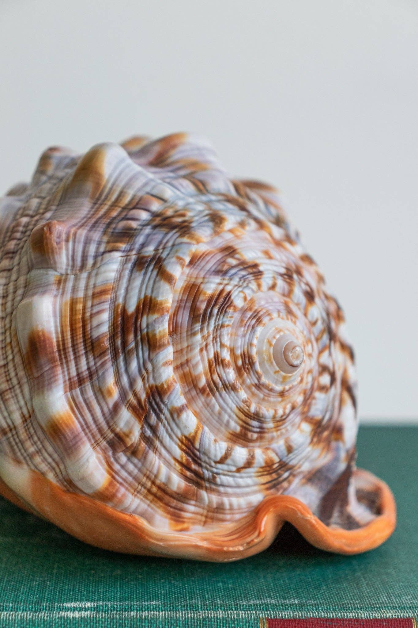 Bullmouth Shell
