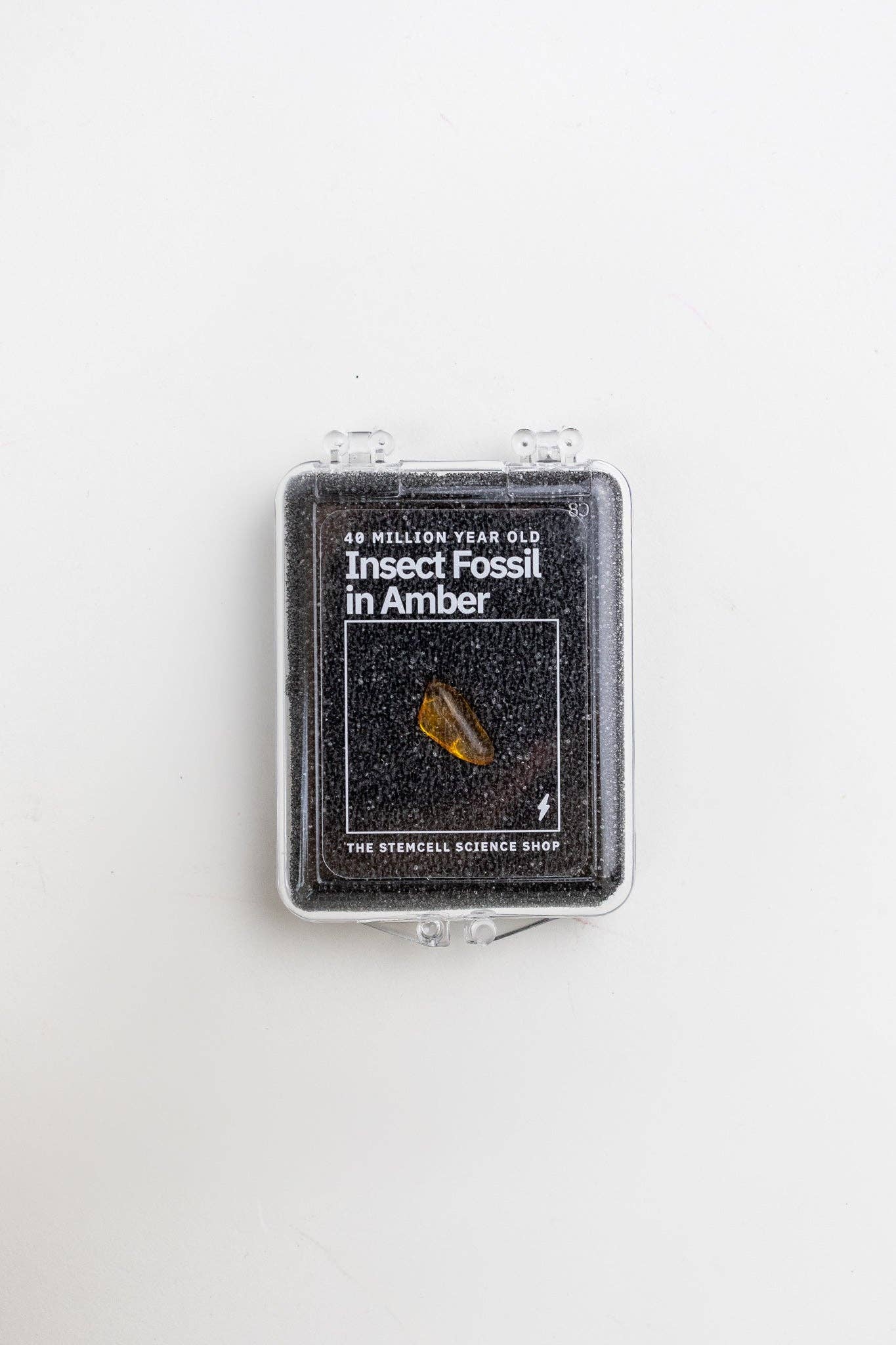 Fossilized Insect in Amber