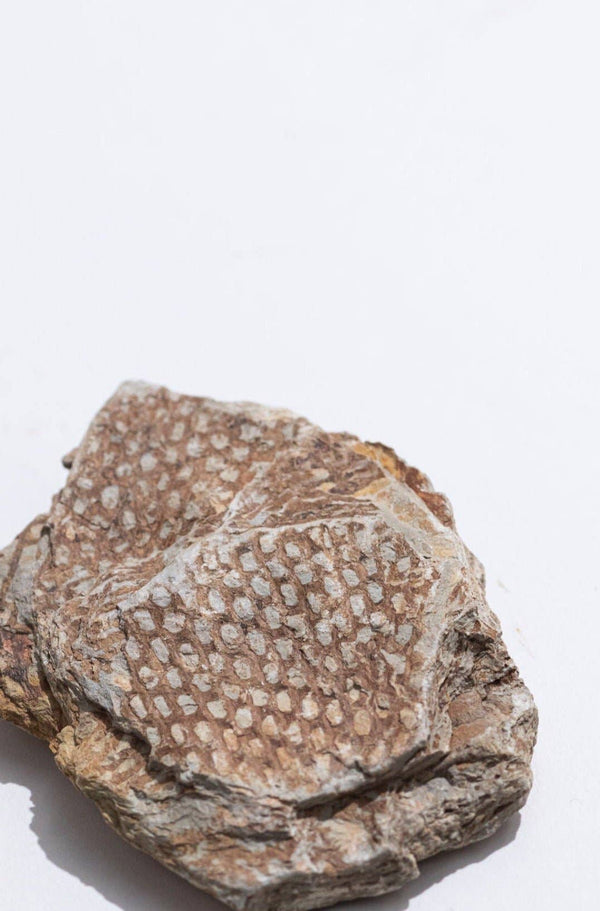 Graptolite