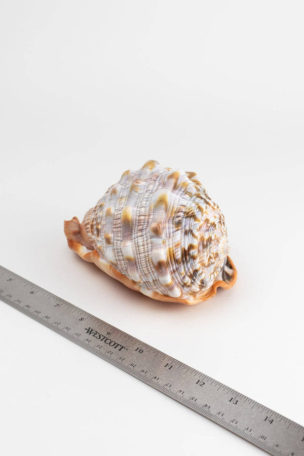 Bullmouth Shell