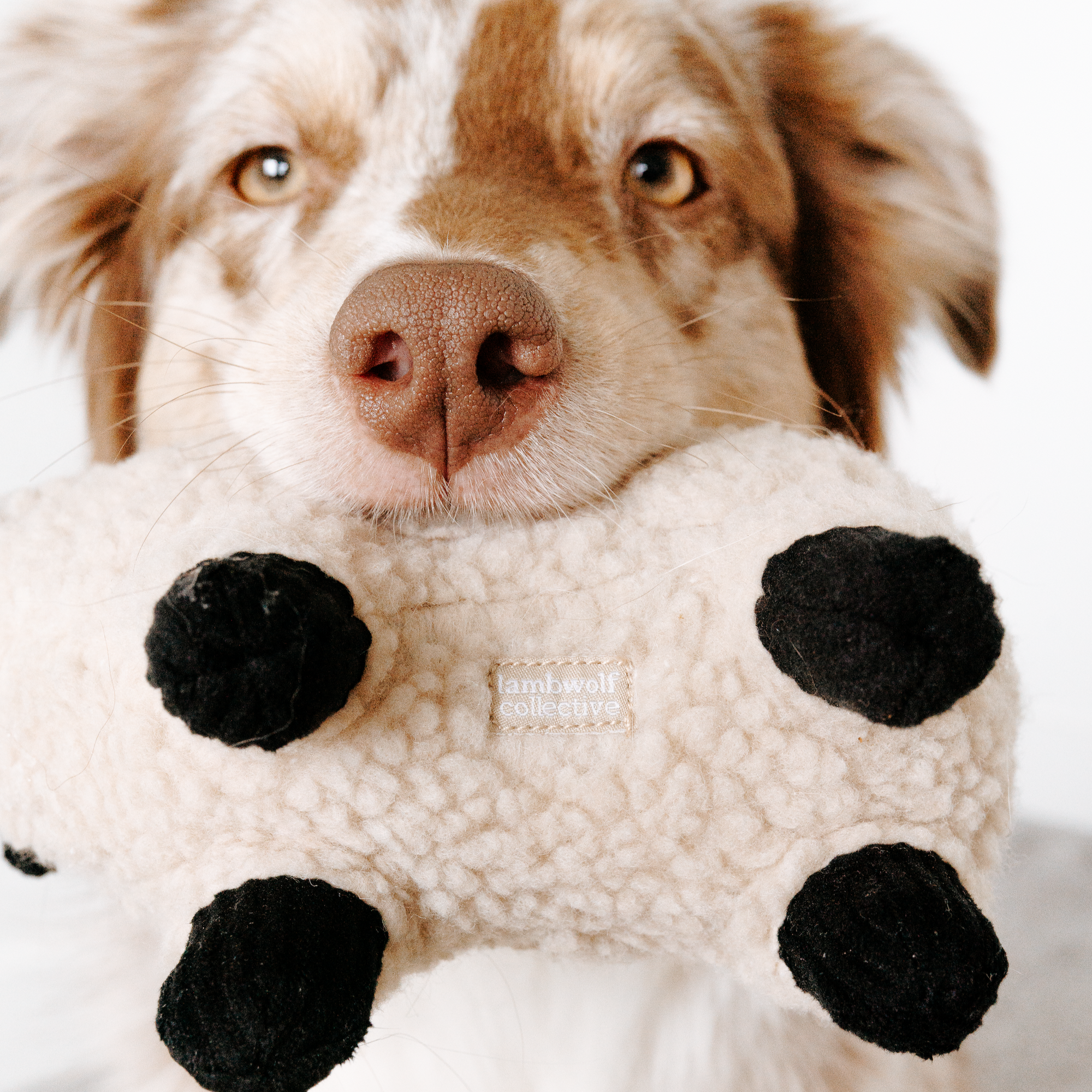 Lambwolf Collective - Squeaker + Cuddle Toy - Dolly the Lamb