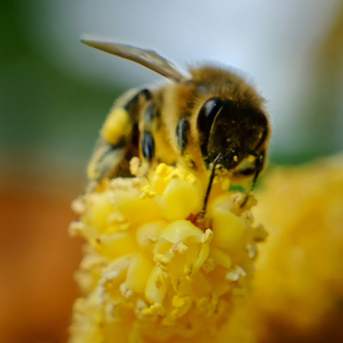 The Quiet Botanist - Soap Bar - Honey Bee