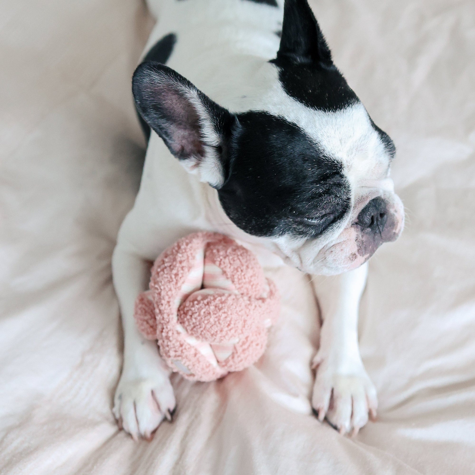 Lambwolf Collective - Mini Monti Enrichment Snuffle Dog Toy - Strawberry