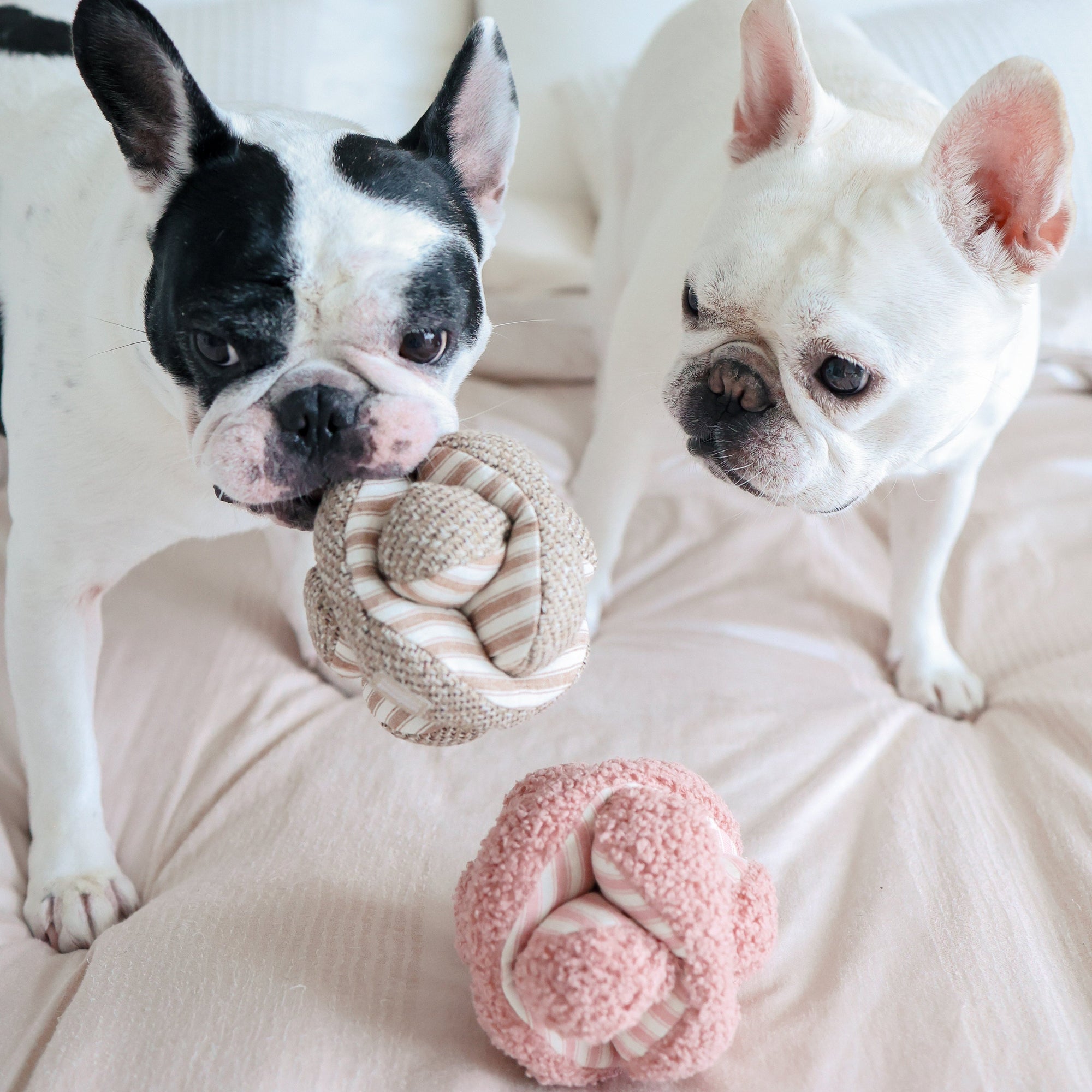 Lambwolf Collective - Mini Monti Enrichment Snuffle Dog Toy - Espresso
