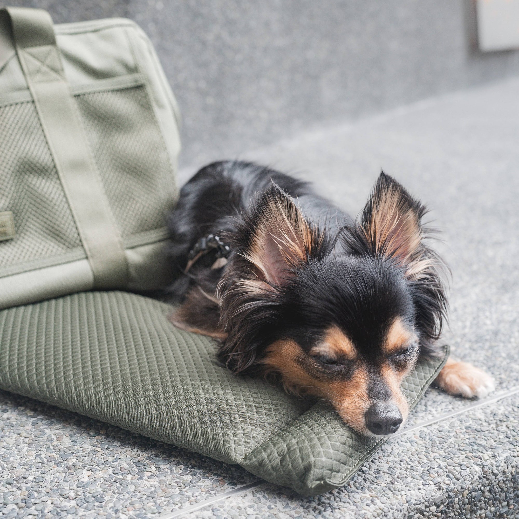 Lambwolf Collective - Subway Pet Carrier - Fern