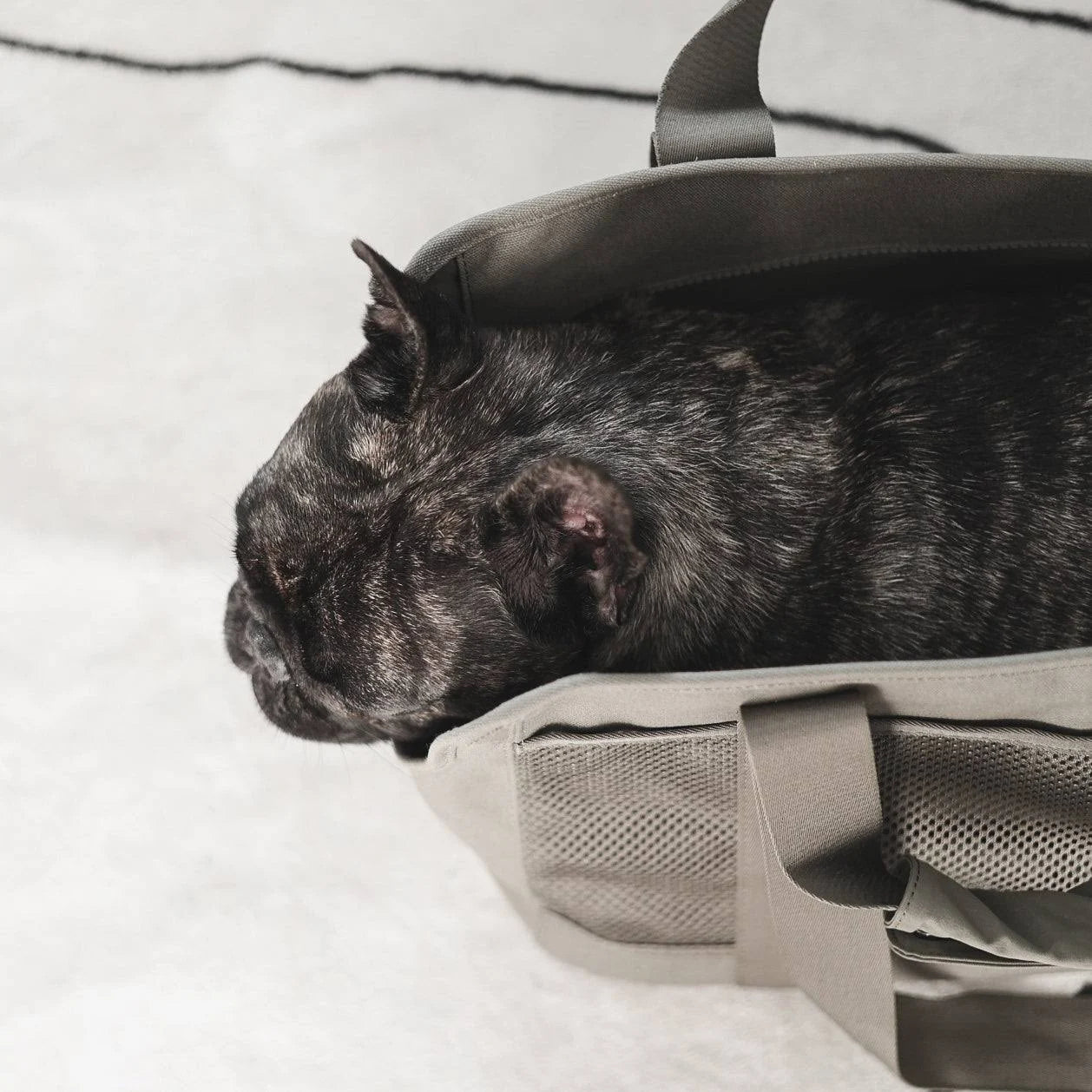 Lambwolf Collective - Subway Pet Carrier - Fern